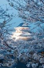 糖心视频app下载安卓-探秘数字娱乐新天地，糖心视频APP安卓版使用指南